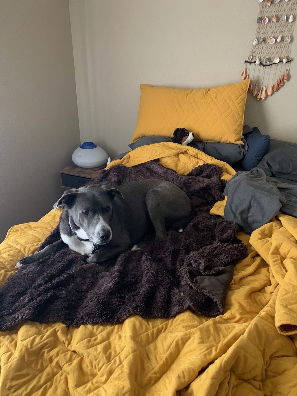 A gray and white dog curled up on a blanket on a bed