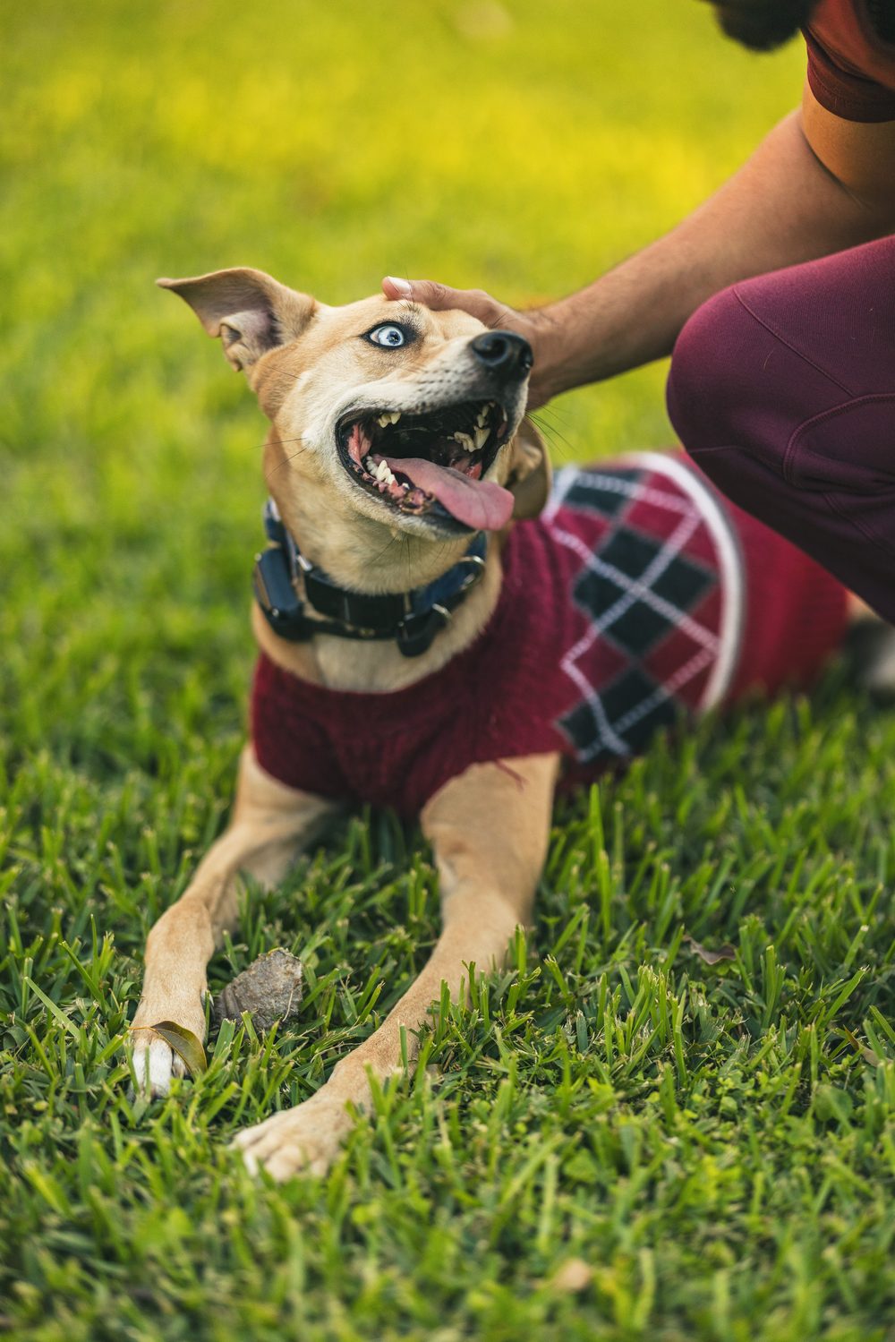 A happy dog in an argyle sweater lying in the grass
