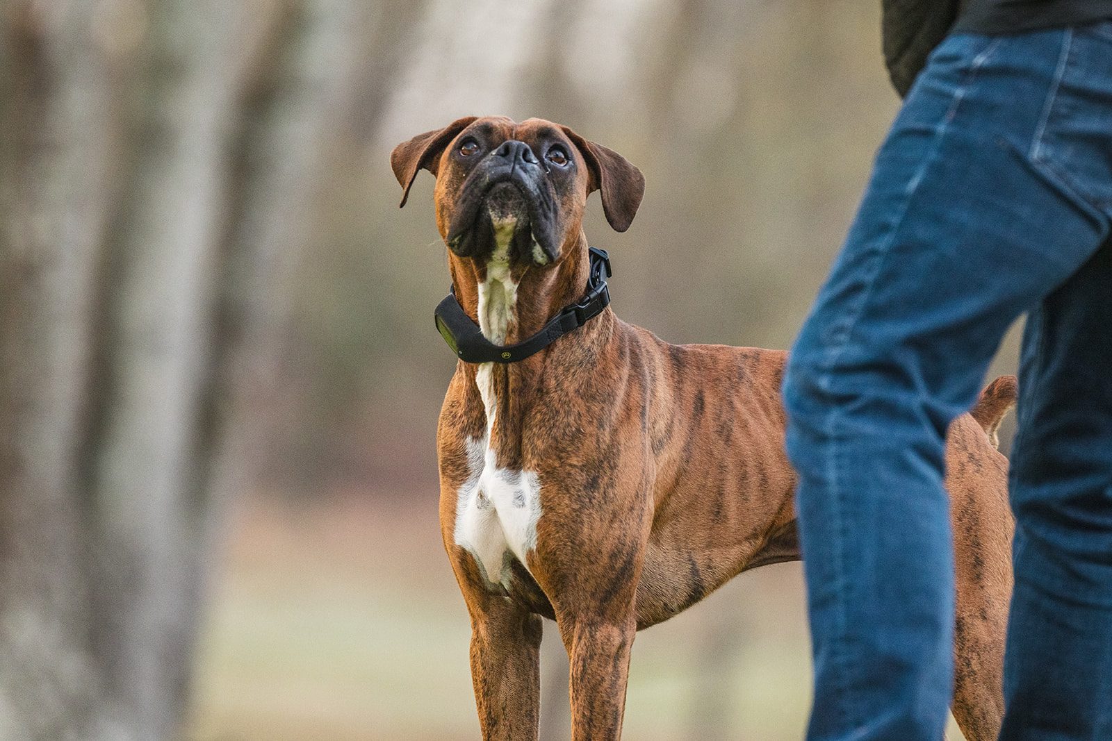 A brindle Boxer looking up at its walker