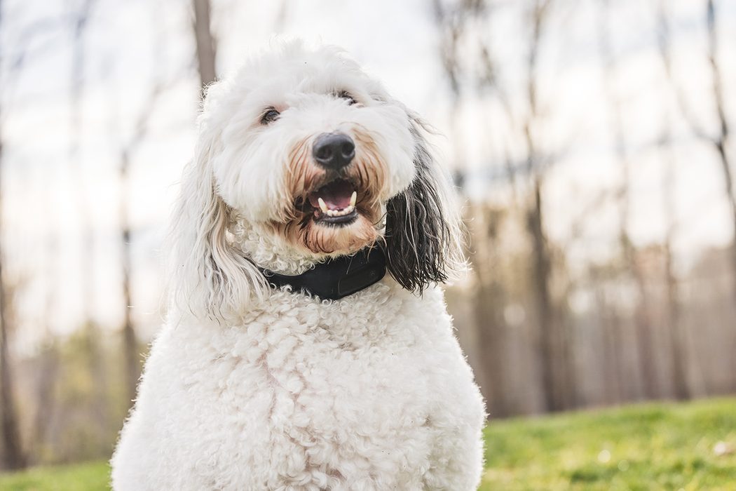 A fluffy white doodle smiling outdoors