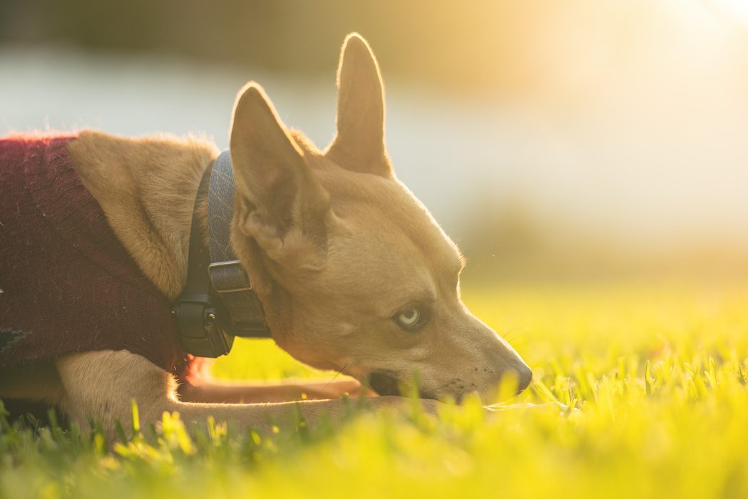 A tan dog in a red sweater resting in sunlit grass