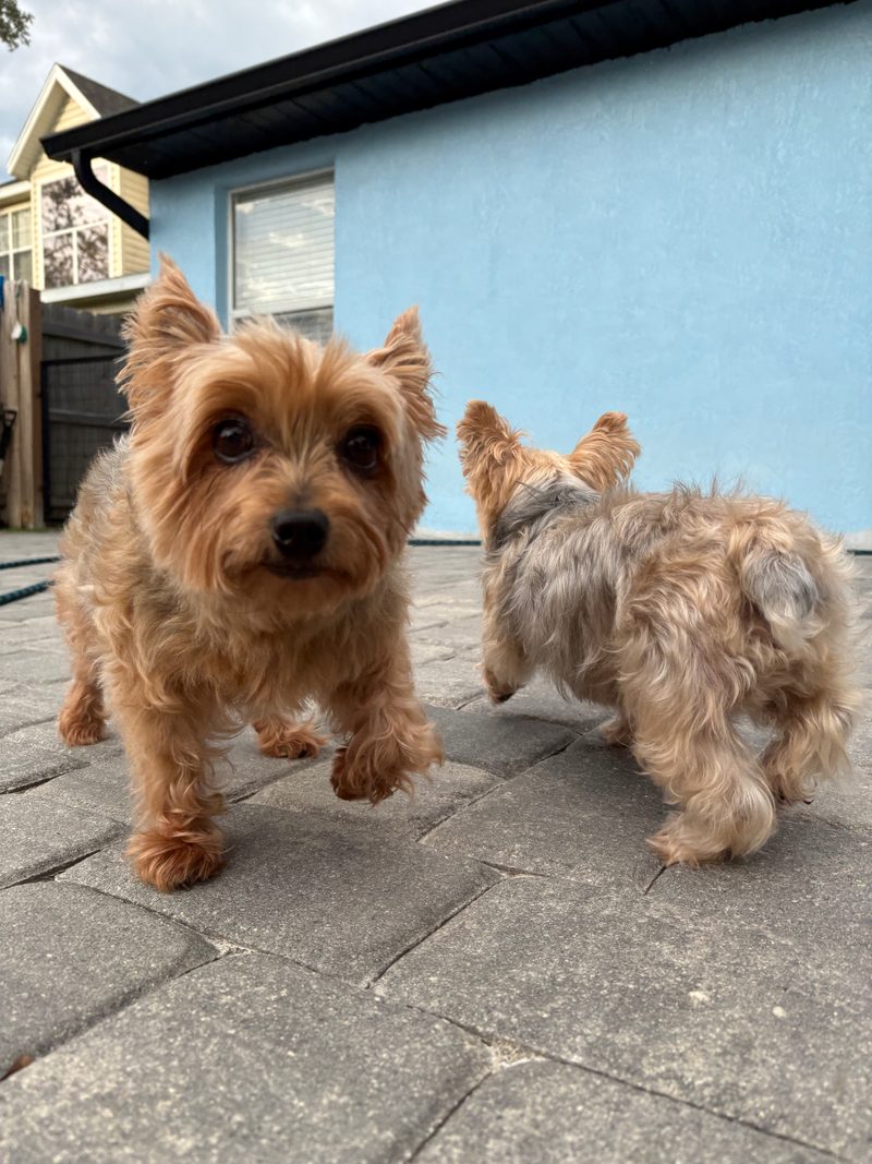 Two Yorkshire terriers on a patio