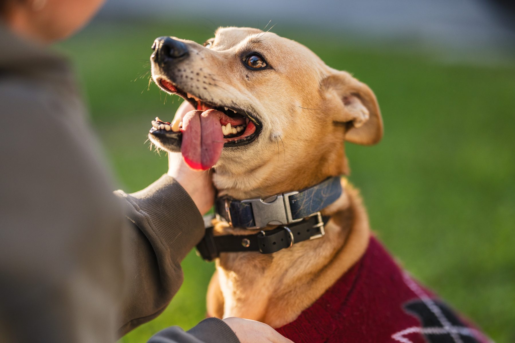 A smiling tan dog in a red argyle sweater getting a chin scratch